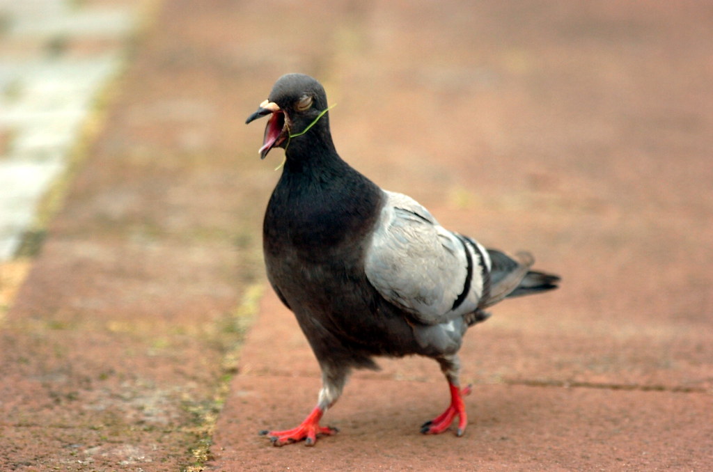 Screaming Pigeon