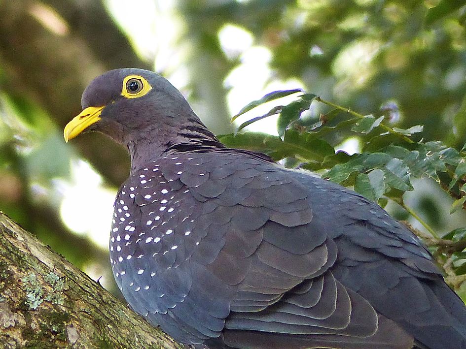 Speckled Pigeon