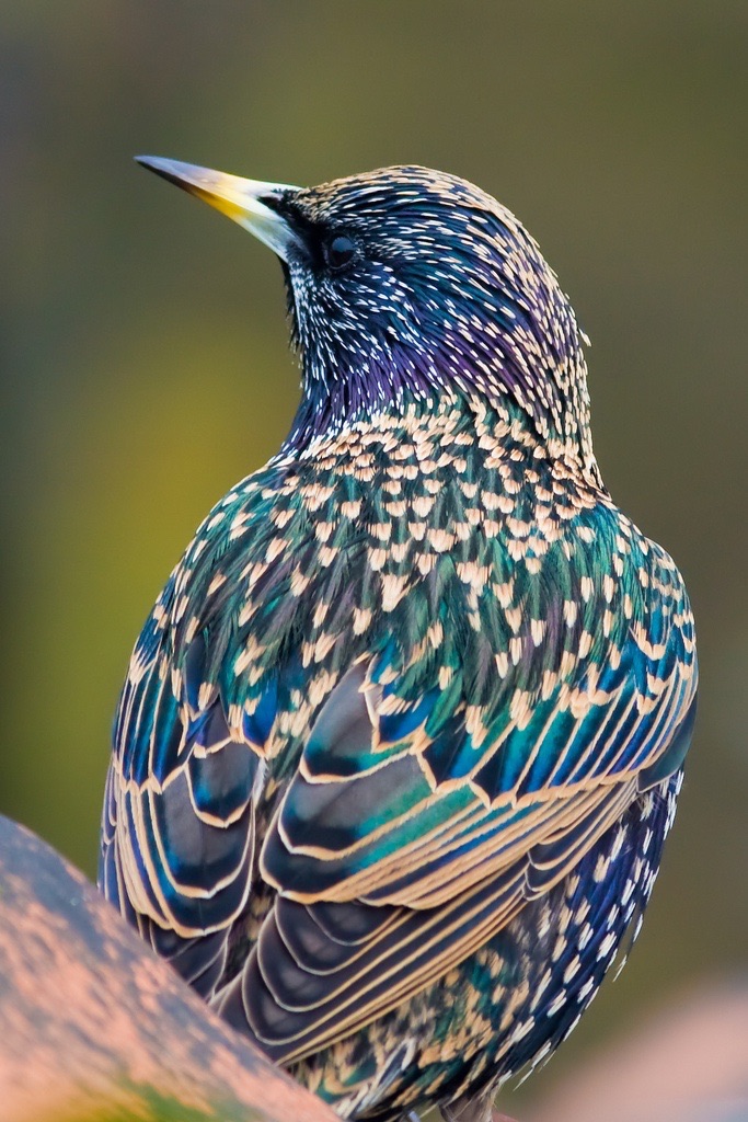 Starling Pigeons