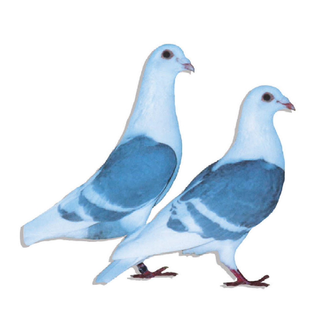 Stromberg Pigeons
