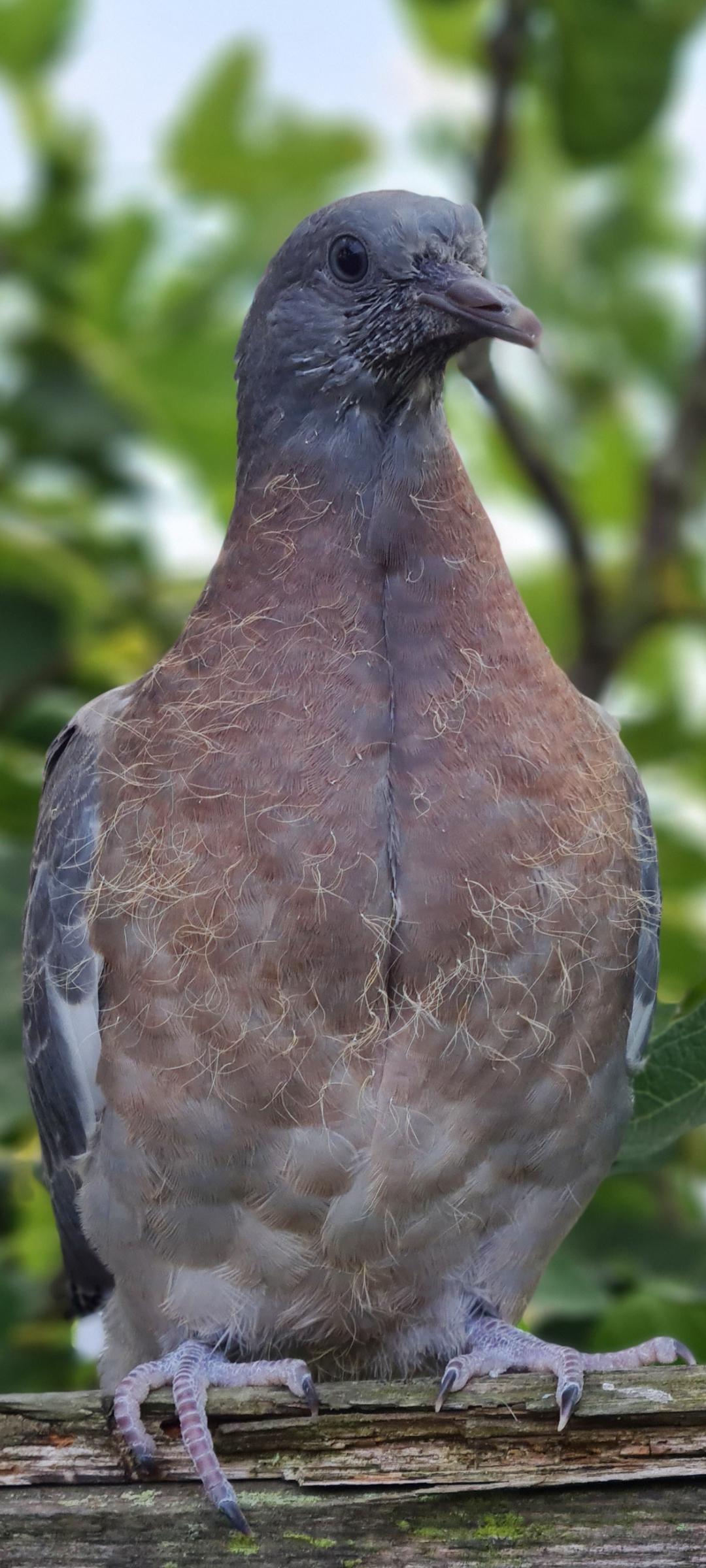 Teenage Pigeon