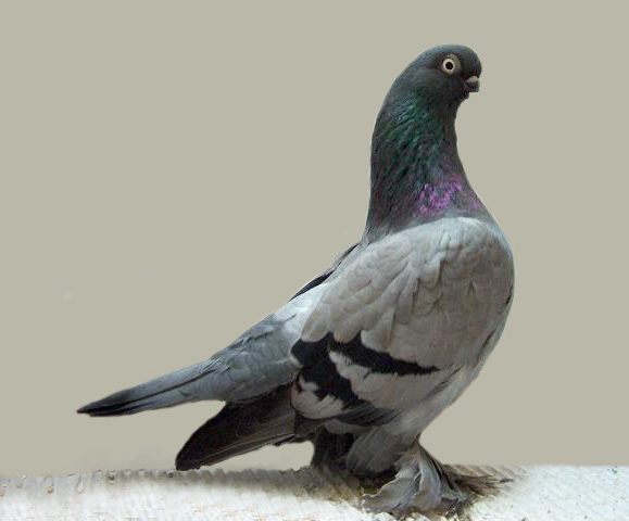 Turkish Tumbler Pigeons