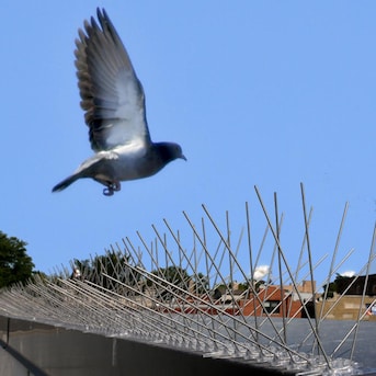 Utility Pigeons