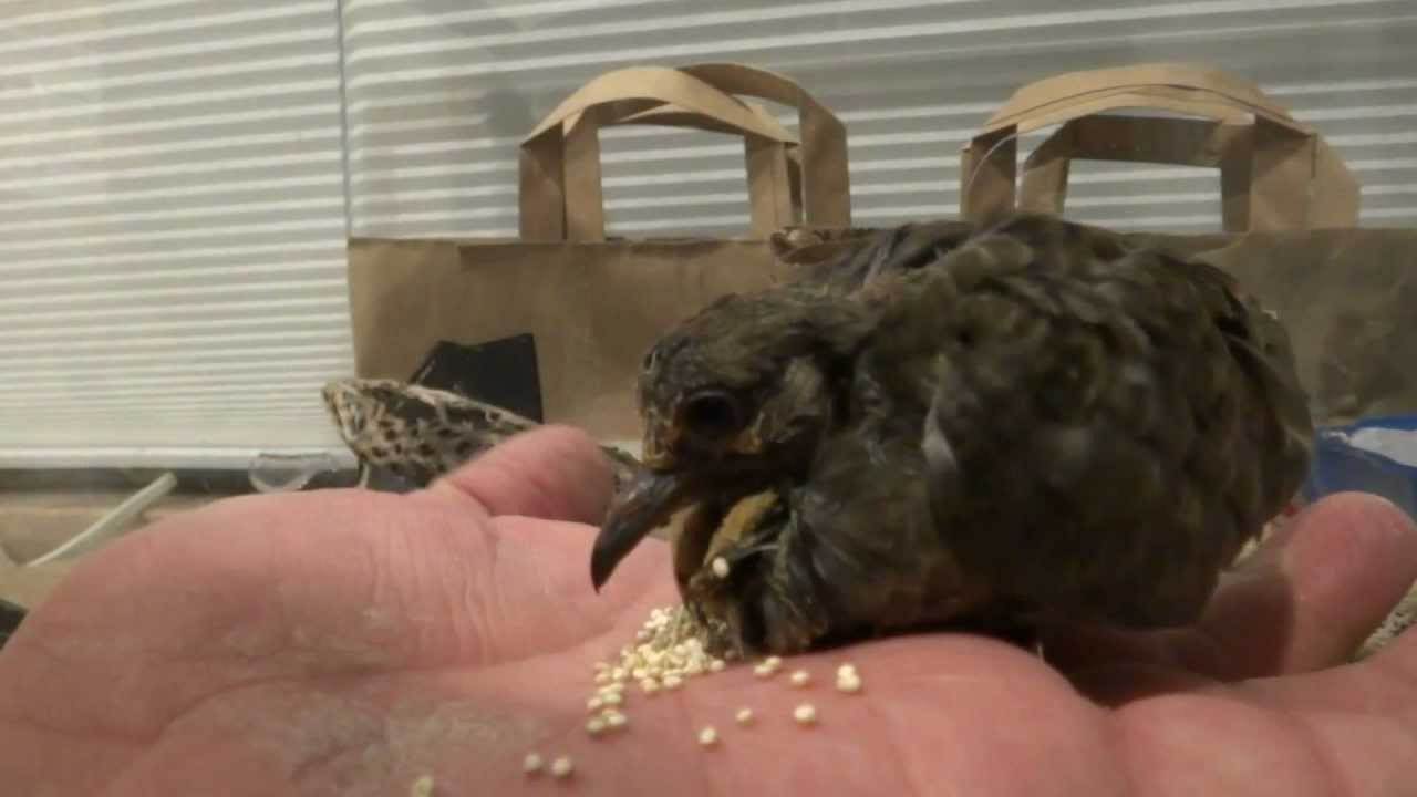 When Do Baby Doves Start Eating Seeds