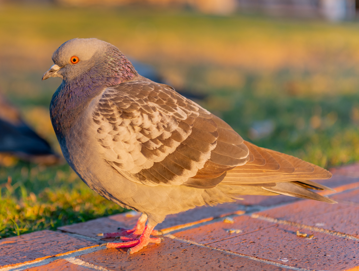 Why are Pigeons Called Rats With Wings