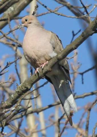 Why Do Doves Coo at Night