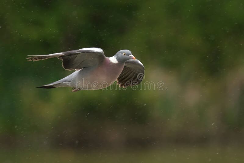 Wood Pigeon