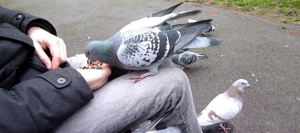 Approaching and Capturing the Pigeon